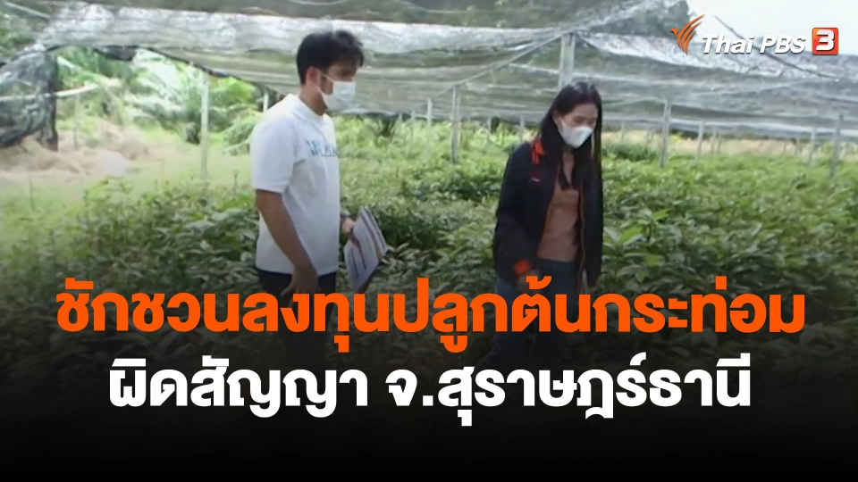 ​สถานีร้องเรียน : ชักชวนลงทุนปลูกต้นกระท่อม ผิดสัญญา จ.สุราษฎร์ธานี