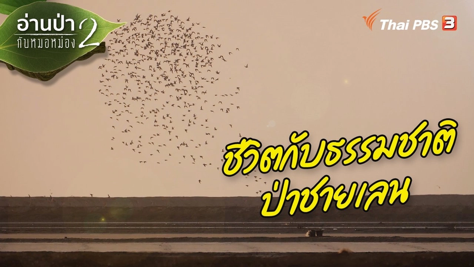 ​ส่องธรรมชาติ : ชีวิตกับธรรมชาติป่าชายเลน