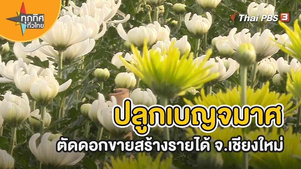 ​อาชีพทั่วไทย : ปลูกเบญจมาศตัดดอกขายสร้างรายได้ จ.เชียงใหม่