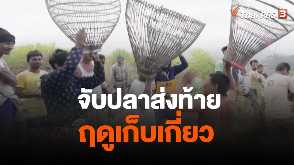 จับปลาส่งท้ายฤดูเก็บเกี่ยว