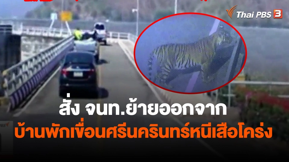 ​สั่ง จนท.ย้ายออกจากบ้านพักเขื่อนศรีนครินทร์หนีเสือโคร่ง