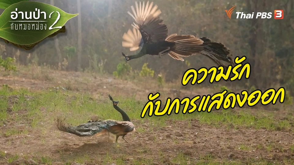 ส่องธรรมชาติ : ความรักกับการแสดงออก