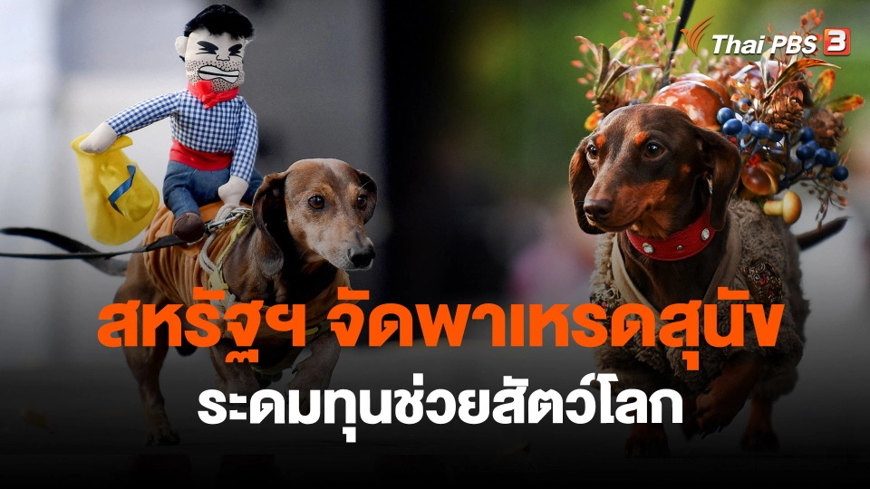 ​สหรัฐฯ จัดพาเหรดสุนัขระดมทุนช่วยสัตว์โลก