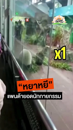 "หยาหยี" แพนด้ายอดนักกายกรรมที่จีน