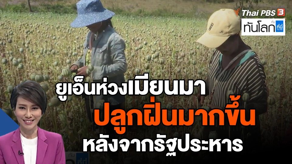 ยูเอ็นห่วงเมียนมาปลูกฝิ่นมากขึ้นหลังจากรัฐประหาร