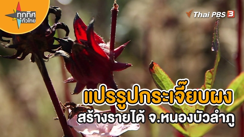 อาชีพทั่วไทย  : แปรรูปกระเจี๊ยบผงสร้างรายได้ จ.หนองบัวลำภู