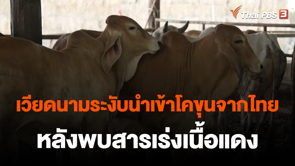 ​เวียดนามระงับนำเข้าโคขุนจากไทย หลังพบสารเร่งเนื้อแดง