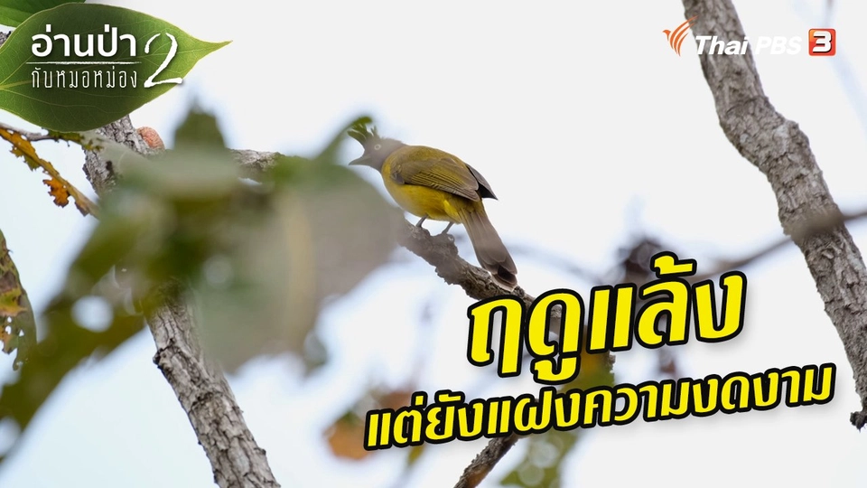 ส่องธรรมชาติ : ฤดูแล้งแต่ยังแฝงความงดงาม