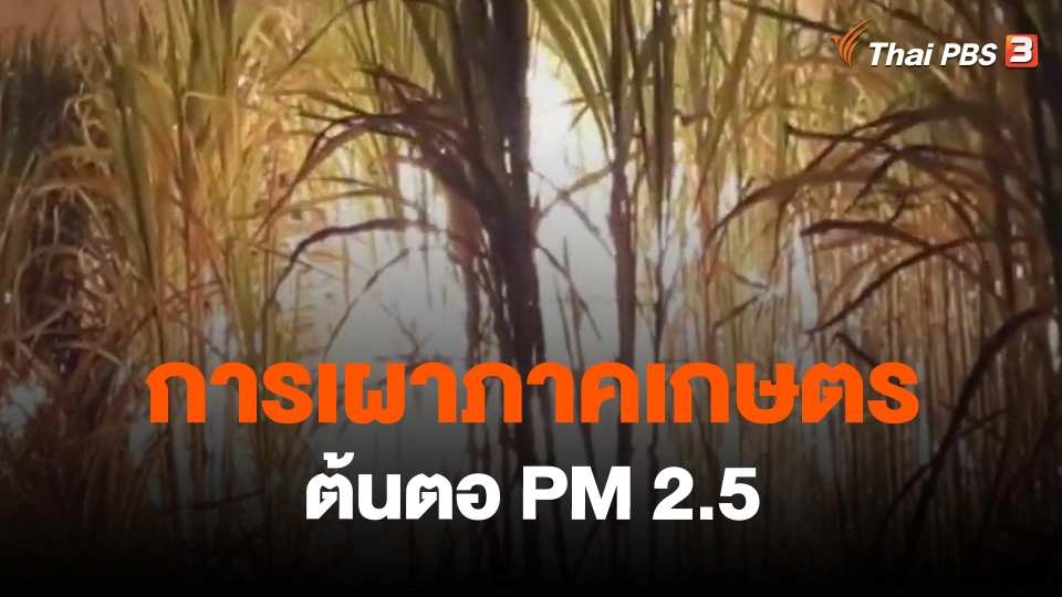 ​จับสัญญาณเศรษฐกิจ : การเผาภาคเกษตร ต้นตอ PM 2.5