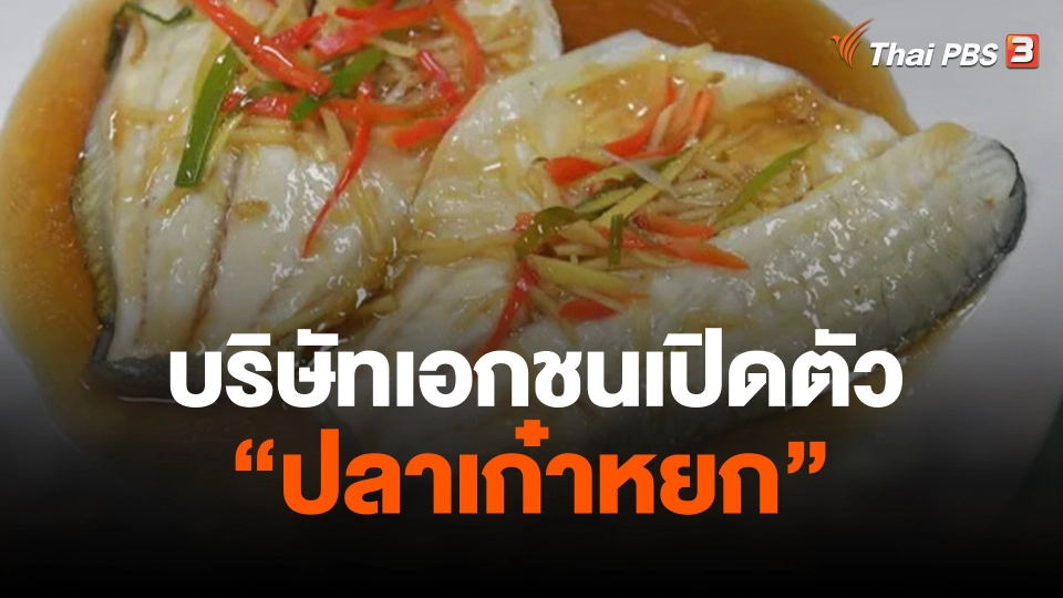 บ.เอกชนเปิดตัว "ปลาเก๋าหยก" พัฒนาแทนปลานำเข้า