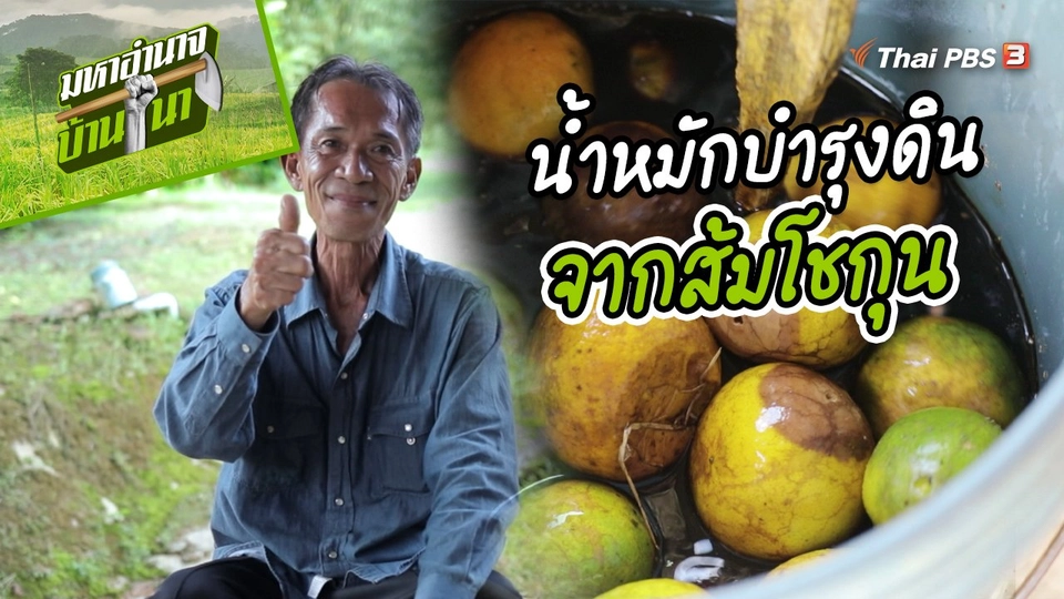สูตรลับฉบับบ้านนา : น้ำหมักบำรุงดินจากส้มโชกุน