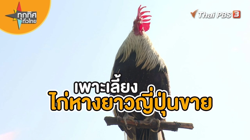 ​อาขีพทั่วไทย : เพาะเลี้ยงไก่หางยาวญี่ปุ่นขาย จ.ขอนแก่น