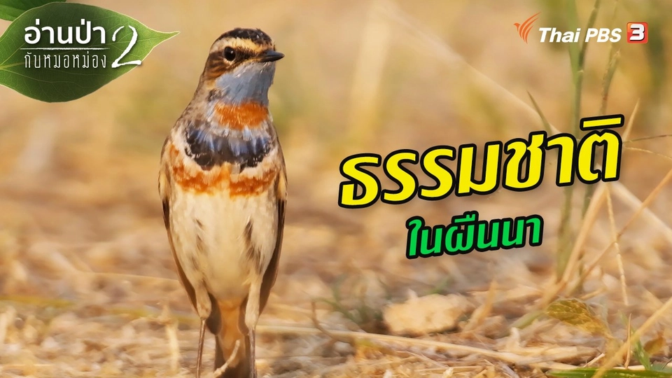 ​ส่องธรรมชาติ : ธรรมชาติในผืนนา