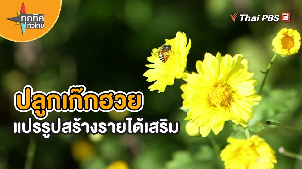 ​อาชีพทั่วไทย : ปลูกเก๊กฮวยแปรรูปสร้างรายได้เสริม