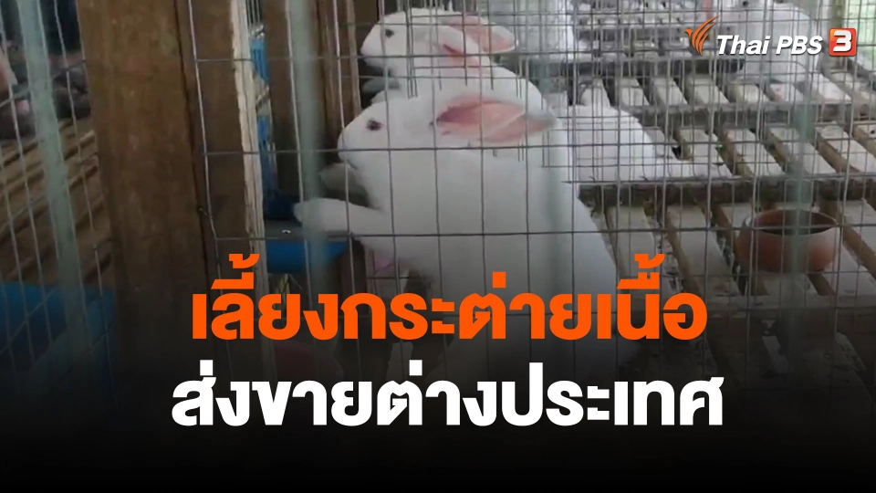 เลี้ยงกระต่ายขายพ่อเเม่พันธุ์เเละเนื้อ