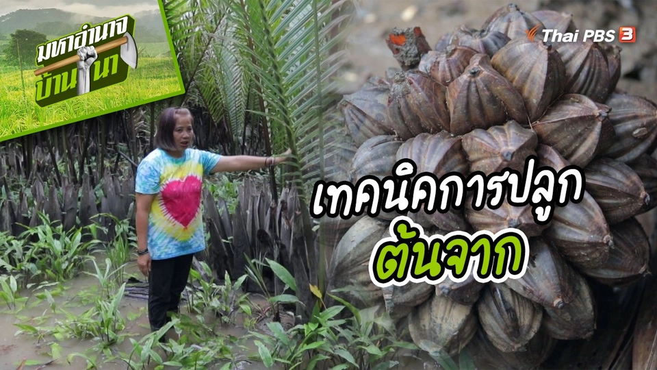 ​สูตรลับฉบับบ้านนา : เทคนิคการปลูกต้นจาก