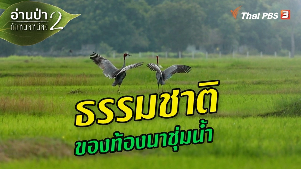 ​ส่องธรรมชาติ : ธรรมชาติของท้องนาชุ่มน้ำ