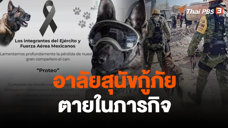 ทีมกู้ภัยเม็กซิโกอาลัยสุนัขกู้ภัยตายในภารกิจ