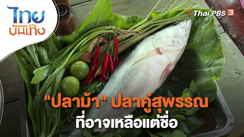 อิ่มมนต์รส : "ปลาม้า" ปลาคู่สุพรรณที่อาจเหลือแต่ชื่อ