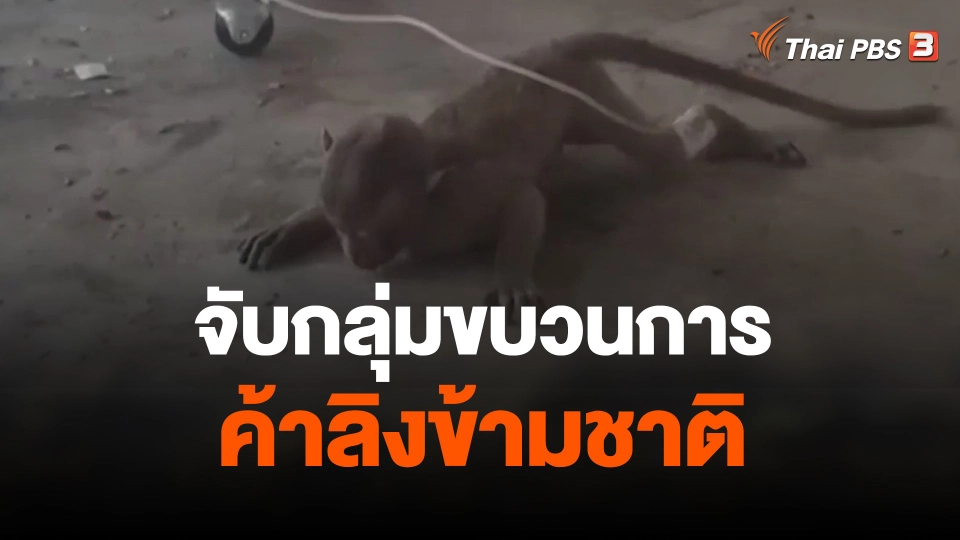 จับกลุ่มขบวนการค้าลิงข้ามชาติ