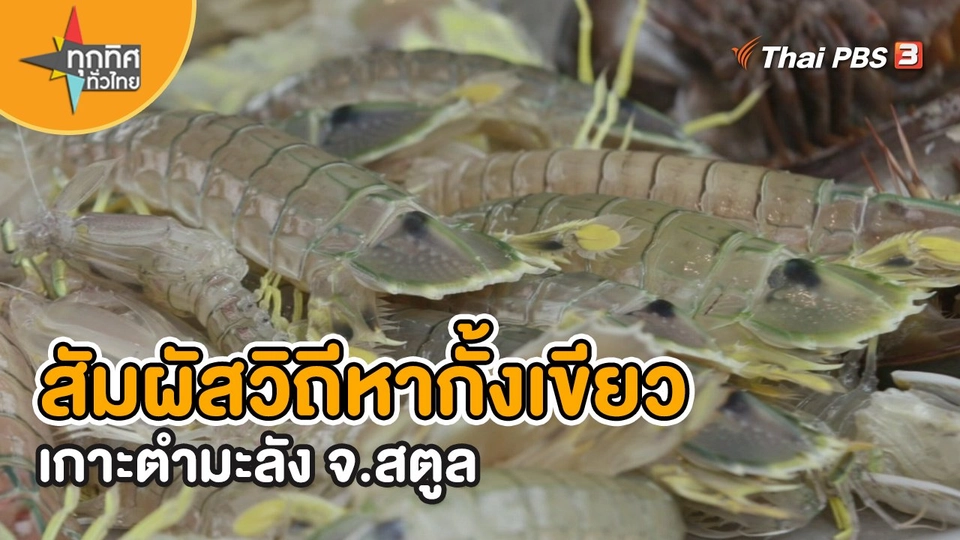 ​อาชีพทั่วไทย : สัมผัสวิถีหากั้งเขียวเกาะตำมะลัง จ.สตูล