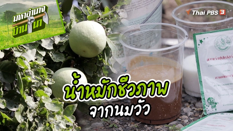 สูตรลับฉบับบ้านนา : น้ำหมักชีวภาพจากนมวัว