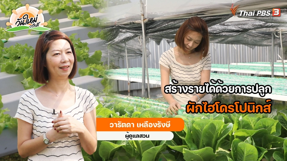 ​พอดีพอเพียง : สร้างรายได้ด้วยการปลูกผักไฮโดรโปนิกส์