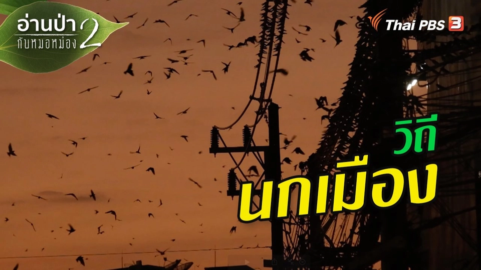 ส่องธรรมชาติ : วิถีนกเมือง