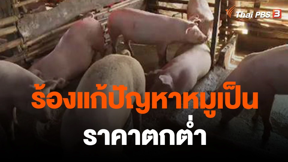 ร้องแก้ปัญหาหมูเป็น ราคาตกต่ำ