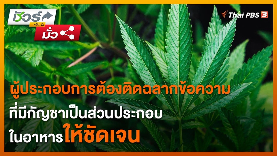 ​ชัวร์หรือมั่ว : ผู้ประกอบการต้องติดฉลากข้อความที่มีกัญชาเป็นส่วนประกอบในอาหารให้ชัดเจน