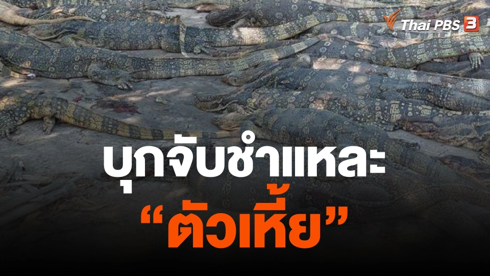 แกะรอย ปทส. บุกจับชำแหละ "เหี้ย"