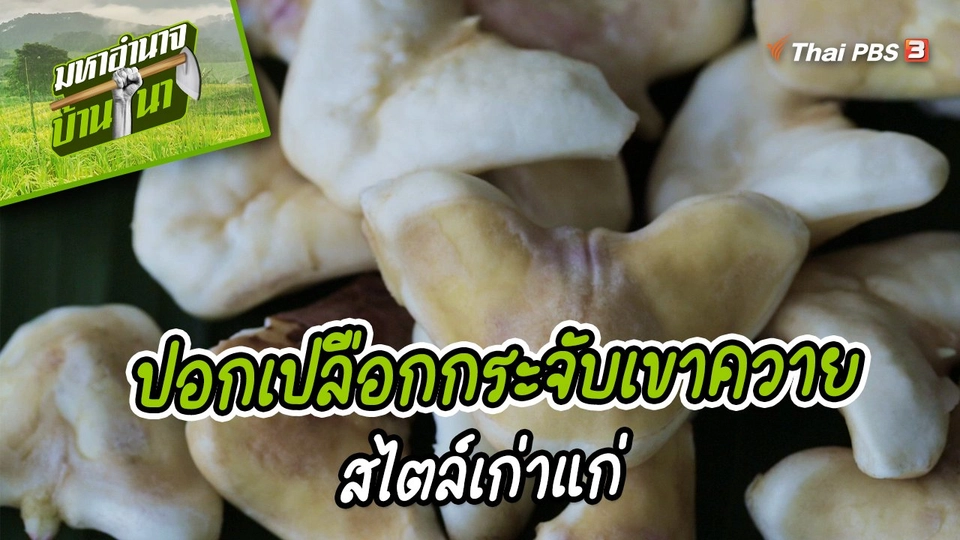 ​สูตรลับฉบับบ้านนา : การปอกเปลือกกระจับเขาควายสไตล์เก่าแก่