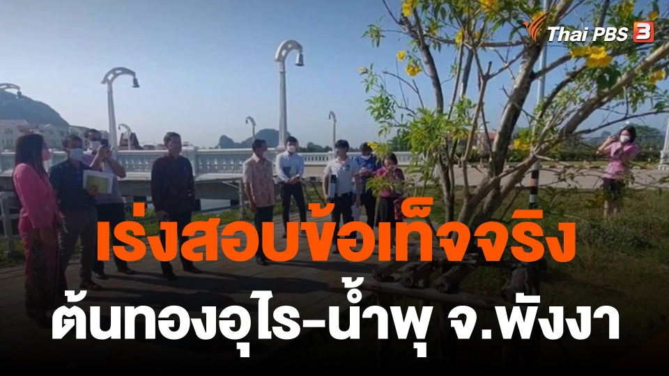 เร่งสอบข้อเท็จจริงต้นทองอุไร-น้ำพุ จ.พังงา