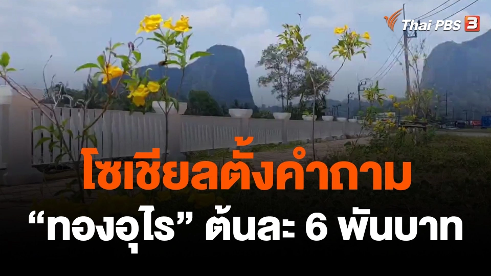 รอแจงหลังโซเชียลตั้งคำถาม "ทองอุไร" ต้นละ 6 พันบาท