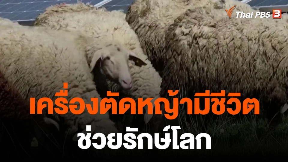 เครื่องตัดหญ้ามีชีวิตช่วยรักษ์โลก