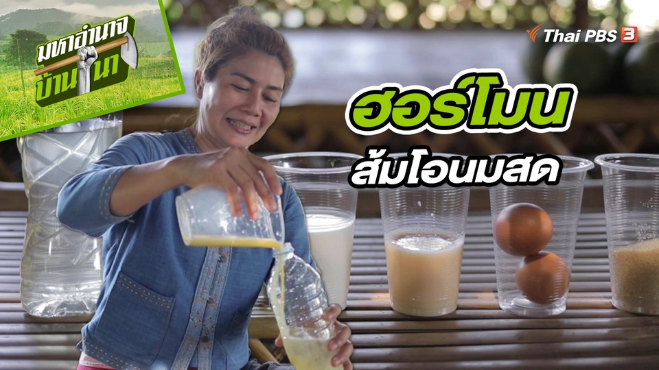 สูตรลับฉบับบ้านนา : ฮอร์โมนส้มโอนมสด