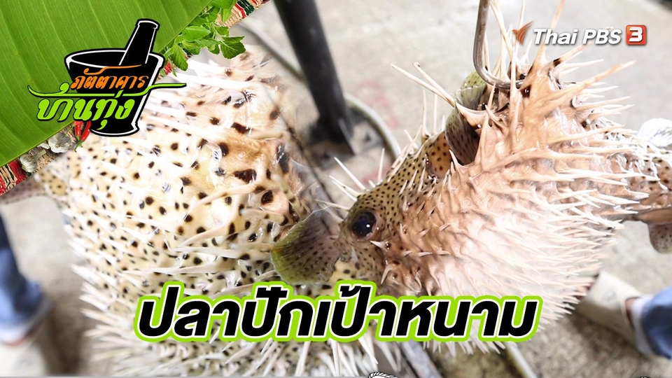 ปลาปักเป้าหนาม