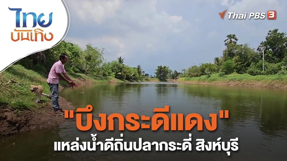 "บึงกระดีแดง" แหล่งน้ำดีถิ่นปลากระดี่ สิงห์บุรี