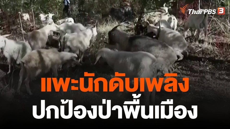 แพะนักดับเพลิงปกป้องป่าพื้นเมือง