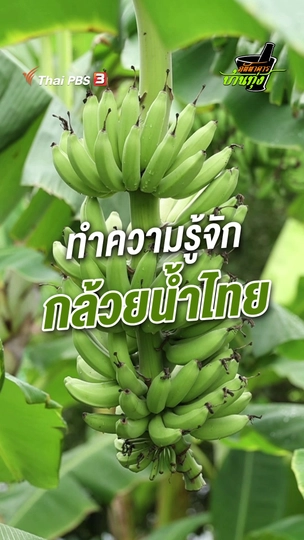 ทำความรู้จักกล้วยน้ำไทย