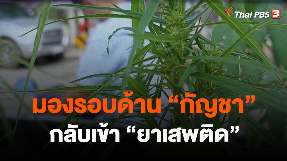 ​มองรอบด้าน "กัญชา" กลับเข้า "ยาเสพติด"