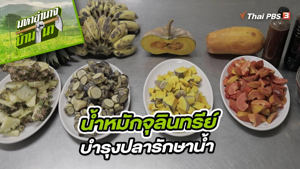 ​สูตรลับฉบับบ้านนา : น้ำหมักจุลินทรีย์บำรุงปลารักษาน้ำ