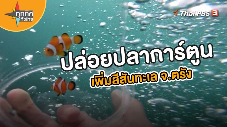 ปล่อยปลาการ์ตูนเพิ่มสีสันทะเล จ.ตรัง