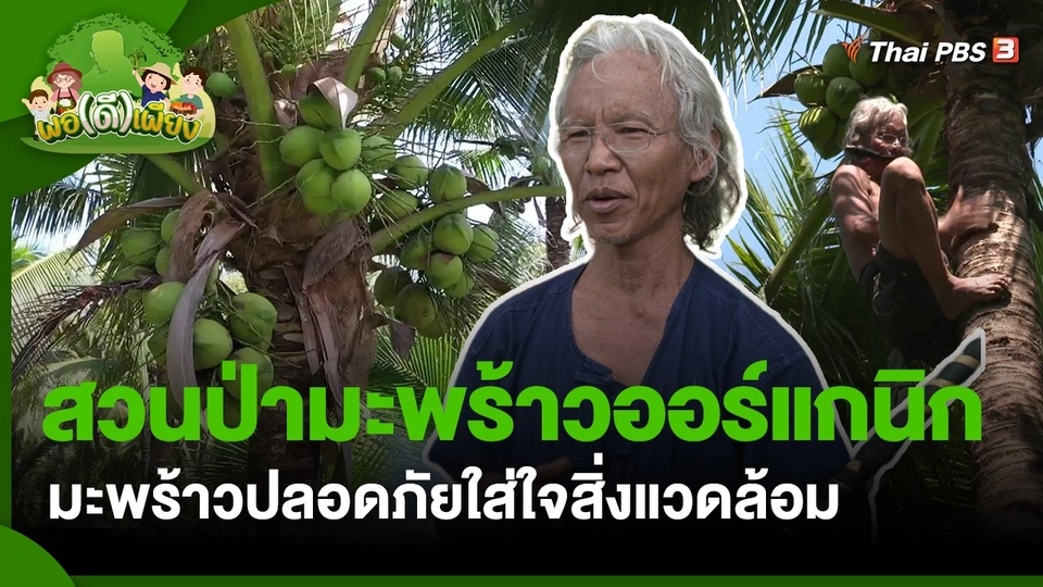 พอดีพอเพียง : สวนป่ามะพร้าวออร์แกนิก มะพร้าวปลอดภัยใส่ใจสิ่งแวดล้อม