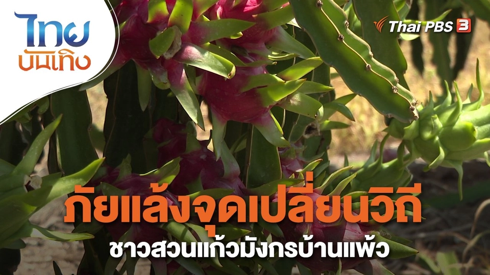 อิ่มมนต์รส : ภัยแล้งจุดเปลี่ยนวิถีชาวสวนแก้วมังกรบ้านแพ้ว