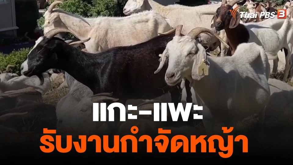 แกะ-แพะรับงานกำจัดหญ้า