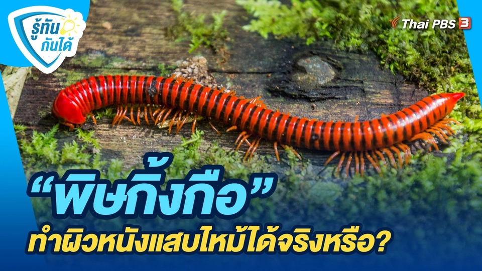 ​รู้ทันกันได้ : "พิษกิ้งกือ" ทำผิวหนังแสบไหม้ได้จริงหรือ?
