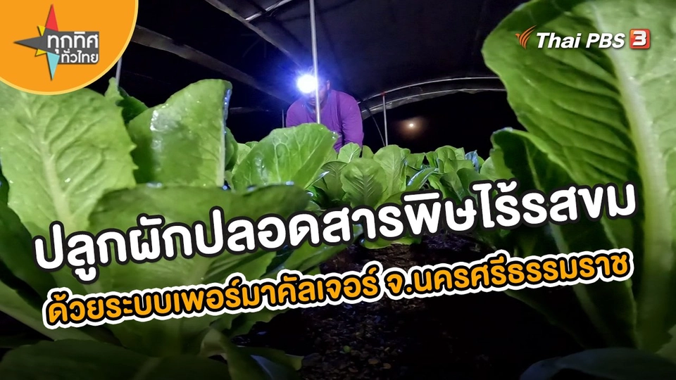 เคล็ดลับปลูกผักปลอดสารพิษไร้รสขม ด้วยระบบเพอร์มาคัลเจอร์ จ.นครศรีธรรมราช