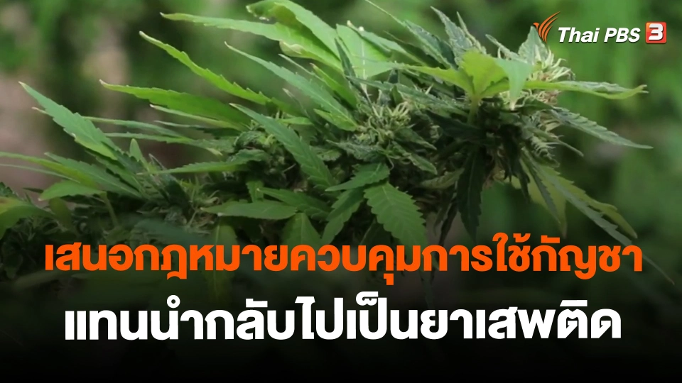 ​เสนอกฎหมายควบคุมการใช้กัญชาแทนนำกลับไปเป็นยาเสพติด