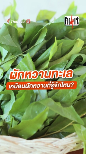 ผักหวานทะเล เหมือนผักหวานที่รู้จักไหม ?